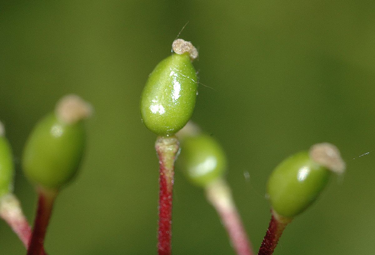 Ranunculaceae Actaea rubra