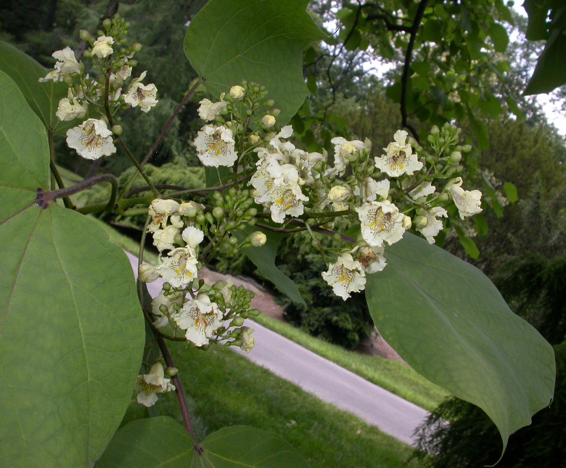 Bignoniaceae Catalpa ovata