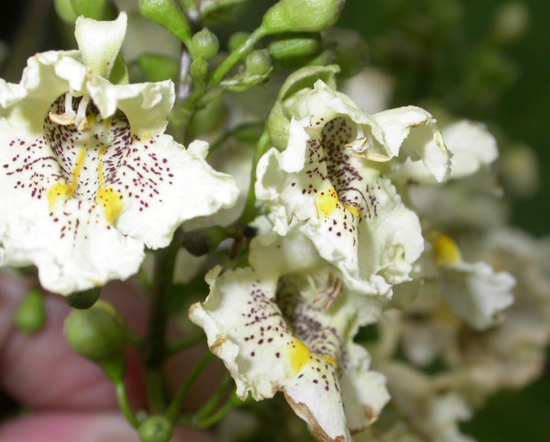 Bignoniaceae Catalpa ovata