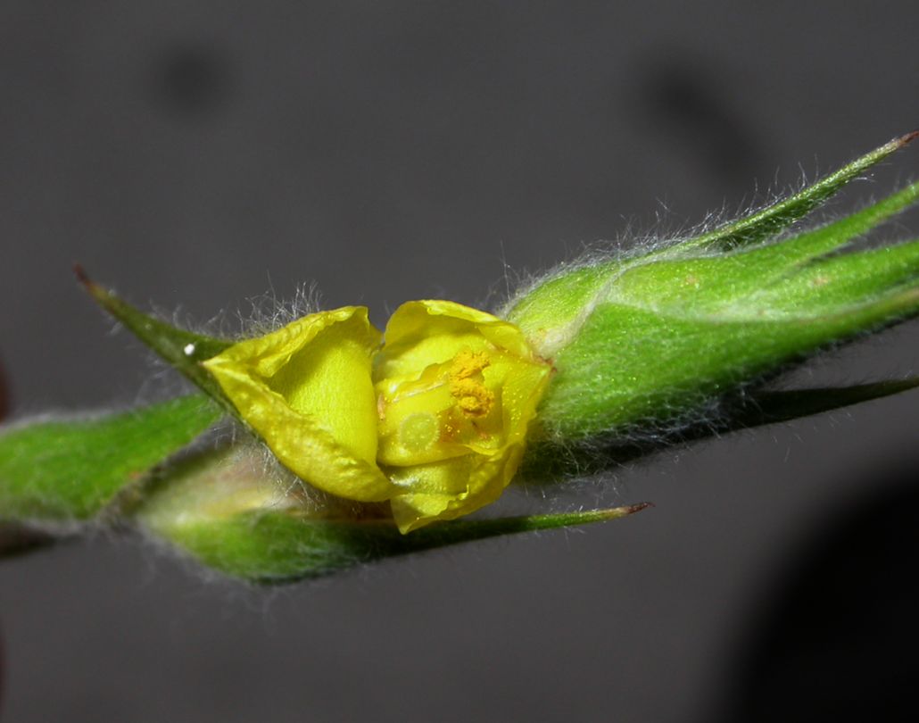 Philydraceae Philydrum lanuginosum