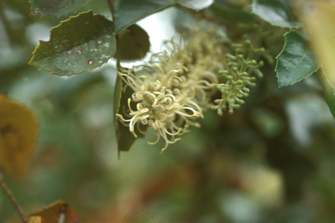 Proteaceae Gevuina avellana
