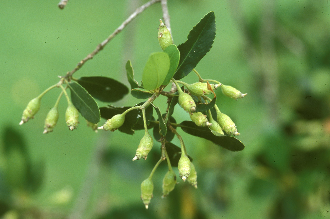 Atherospermataceae Laurelia sempervirens