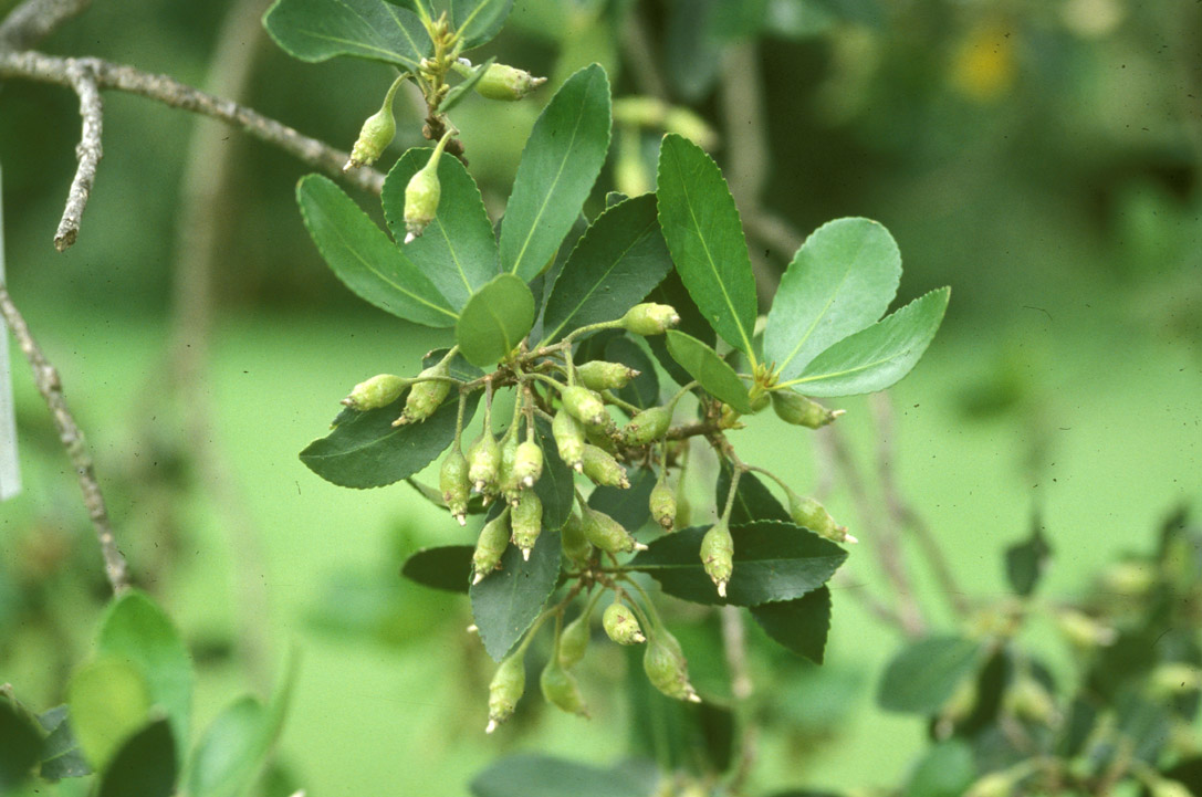 Atherospermataceae Laurelia sempervirens