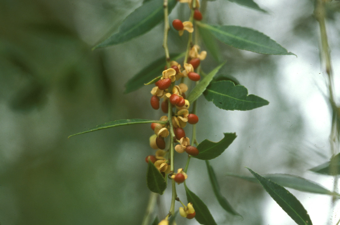 Celastraceae Maytenus boaria
