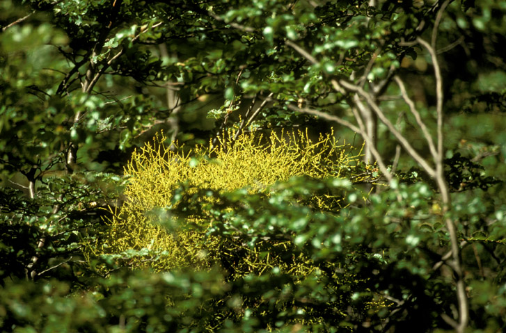 Misodendraceae Misodendrum punctulatum