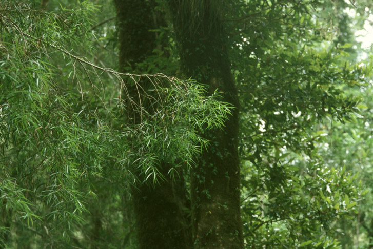 Podocarpaceae Podocarpus saligna