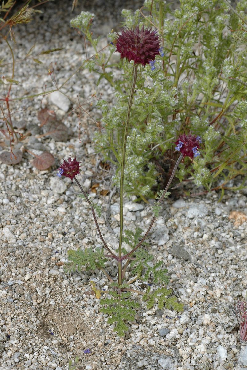 Lamiaceae Salvia carduacea