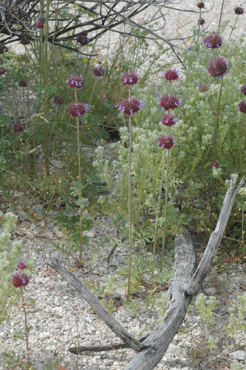 Lamiaceae Salvia carduacea