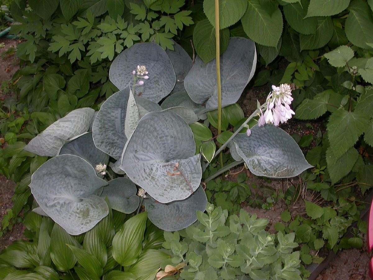 Asparagaceae Hosta 