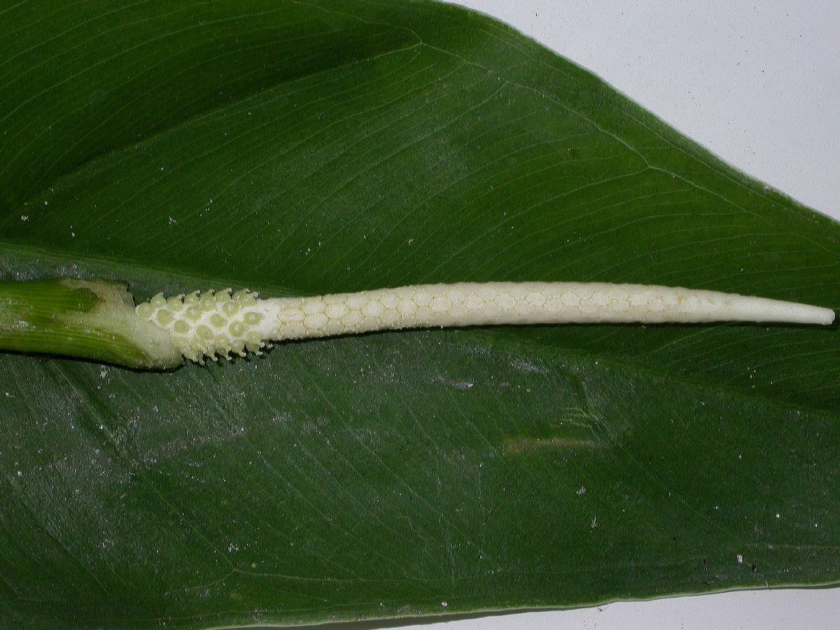Araceae Peltandra virginica