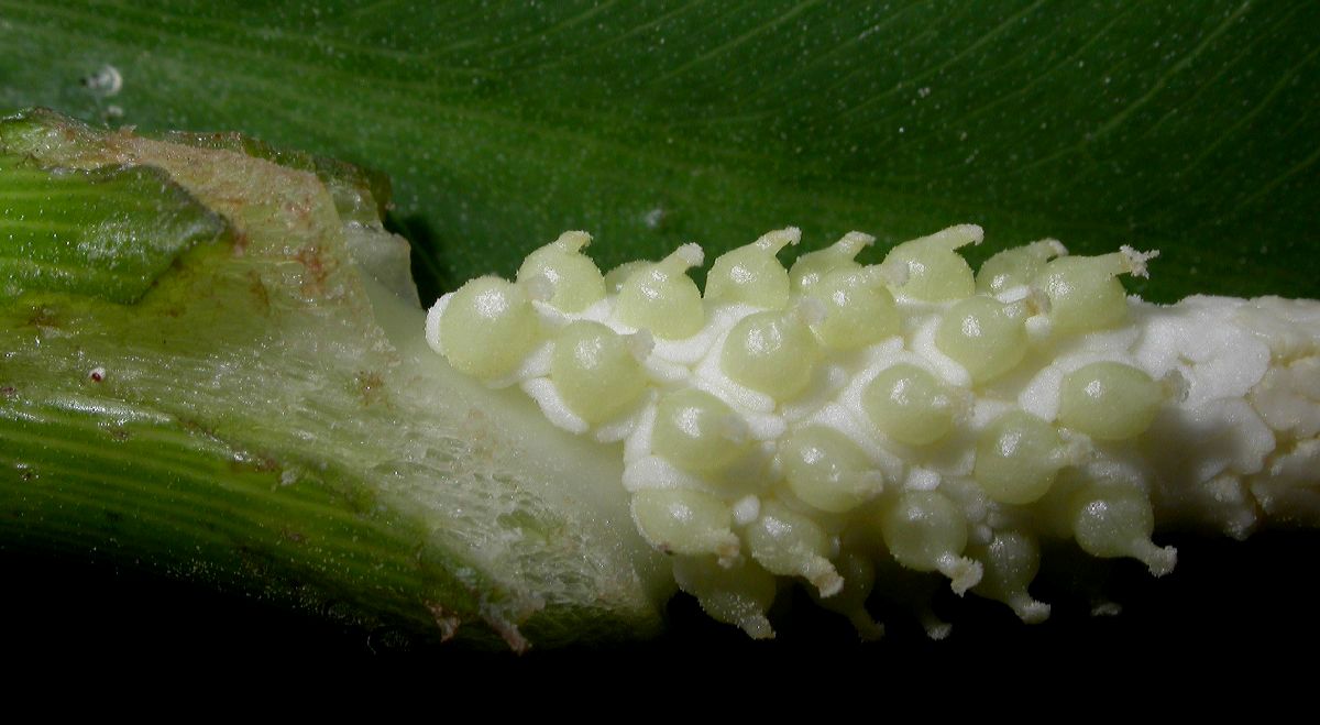 Araceae Peltandra virginica