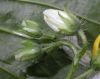 image of Solanum carolinense
