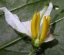 image of Solanum carolinense
