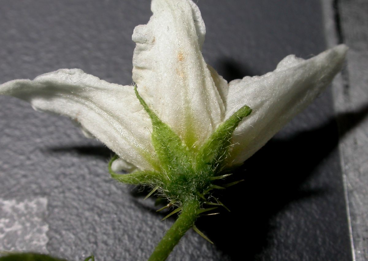 Solanaceae Solanum carolinense