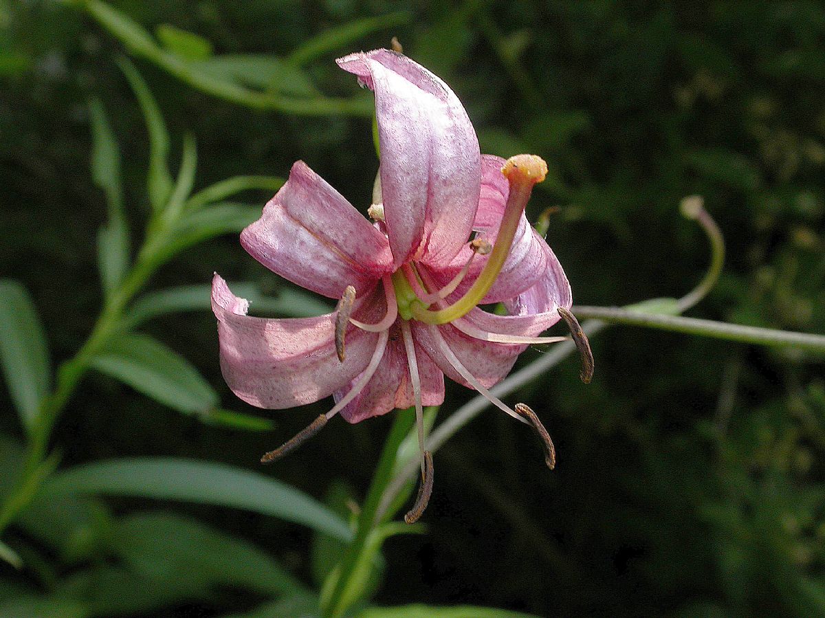 Liliaceae Lilium martagon