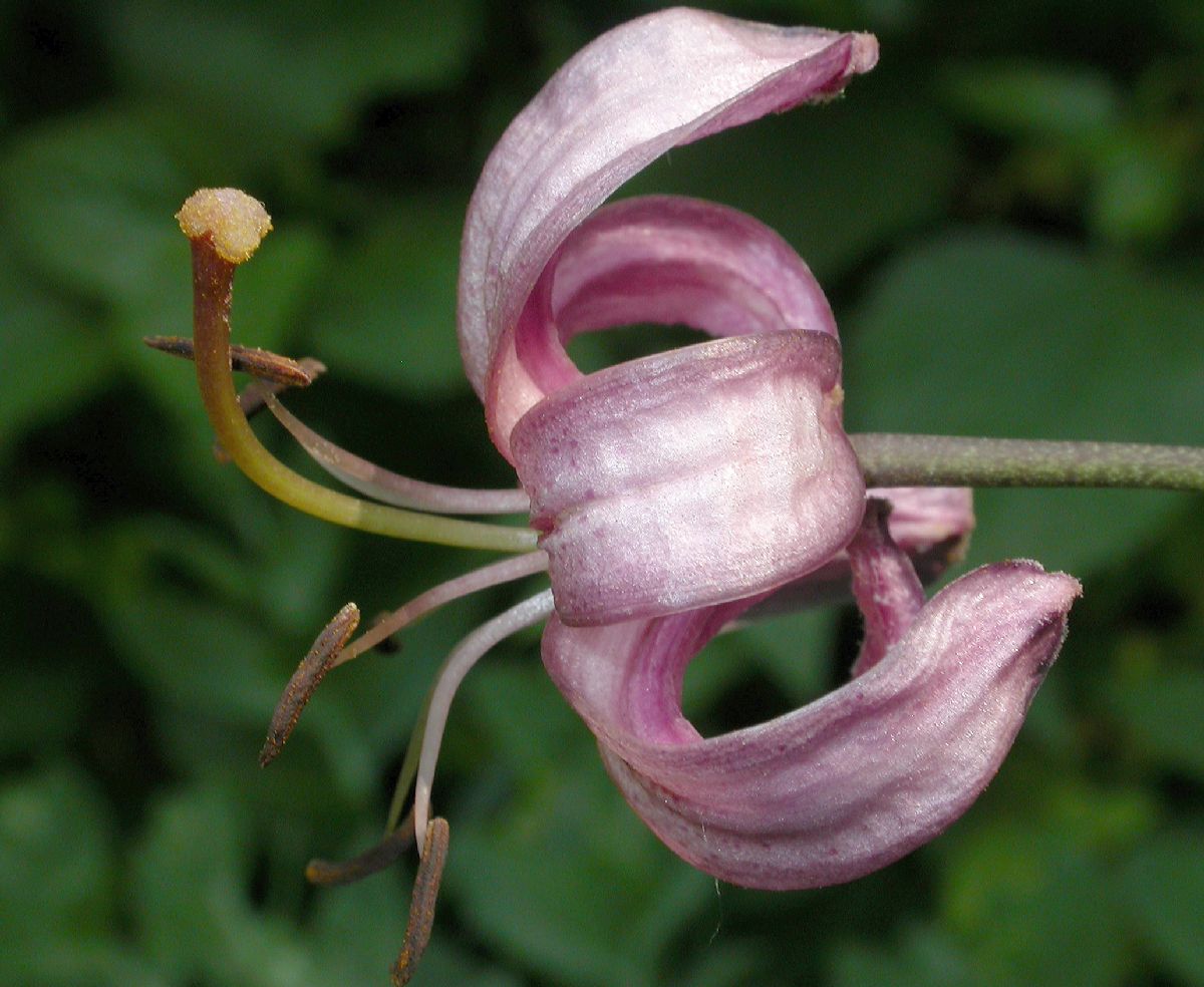 Liliaceae Lilium martagon