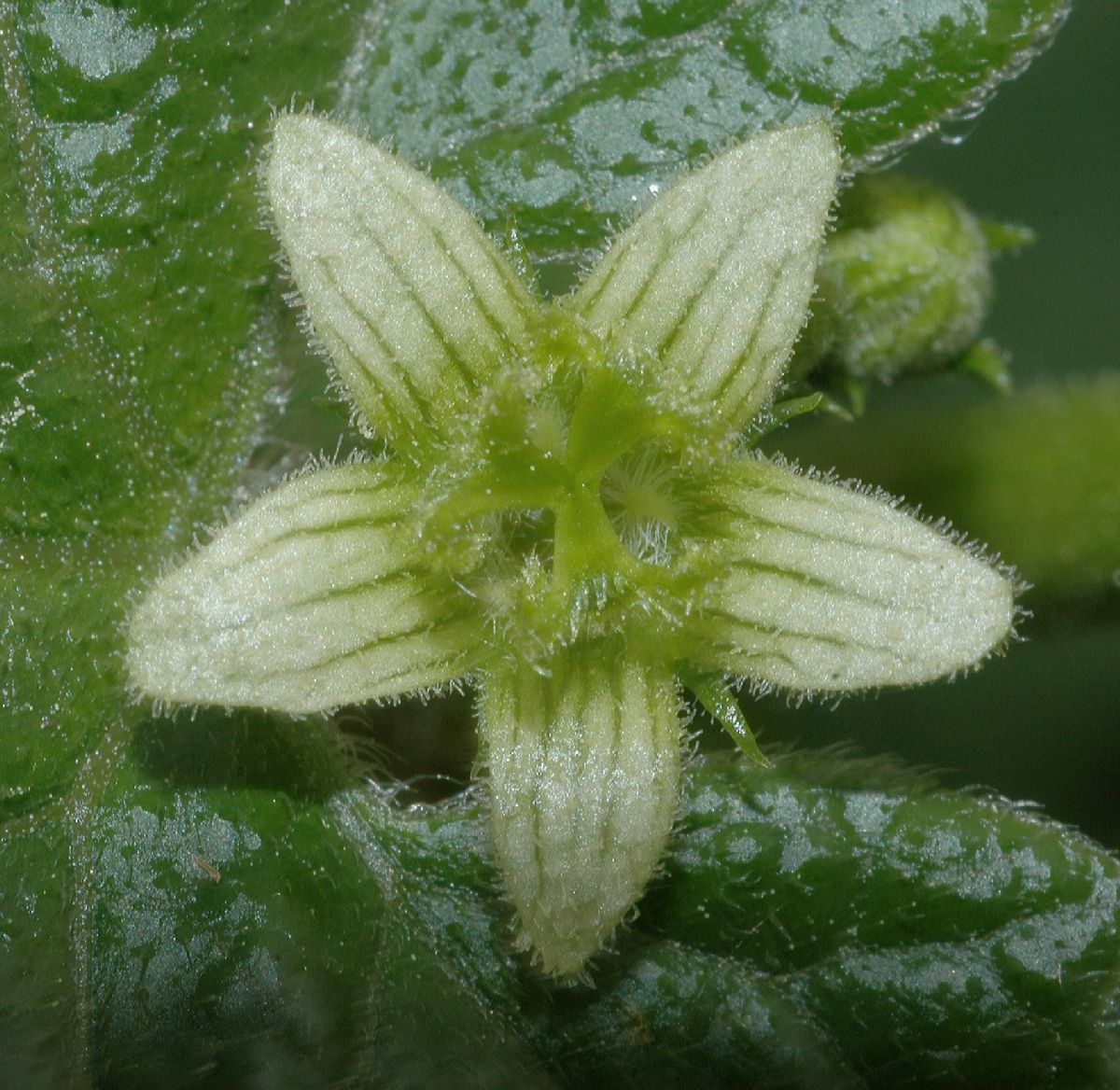 Cucurbitaceae Bryonia dioica