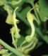 image of Aristolochia clematitis