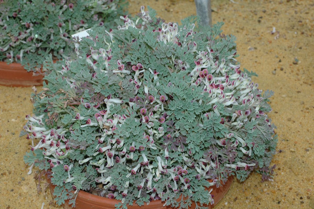 Papaveraceae Rupicapnos africana