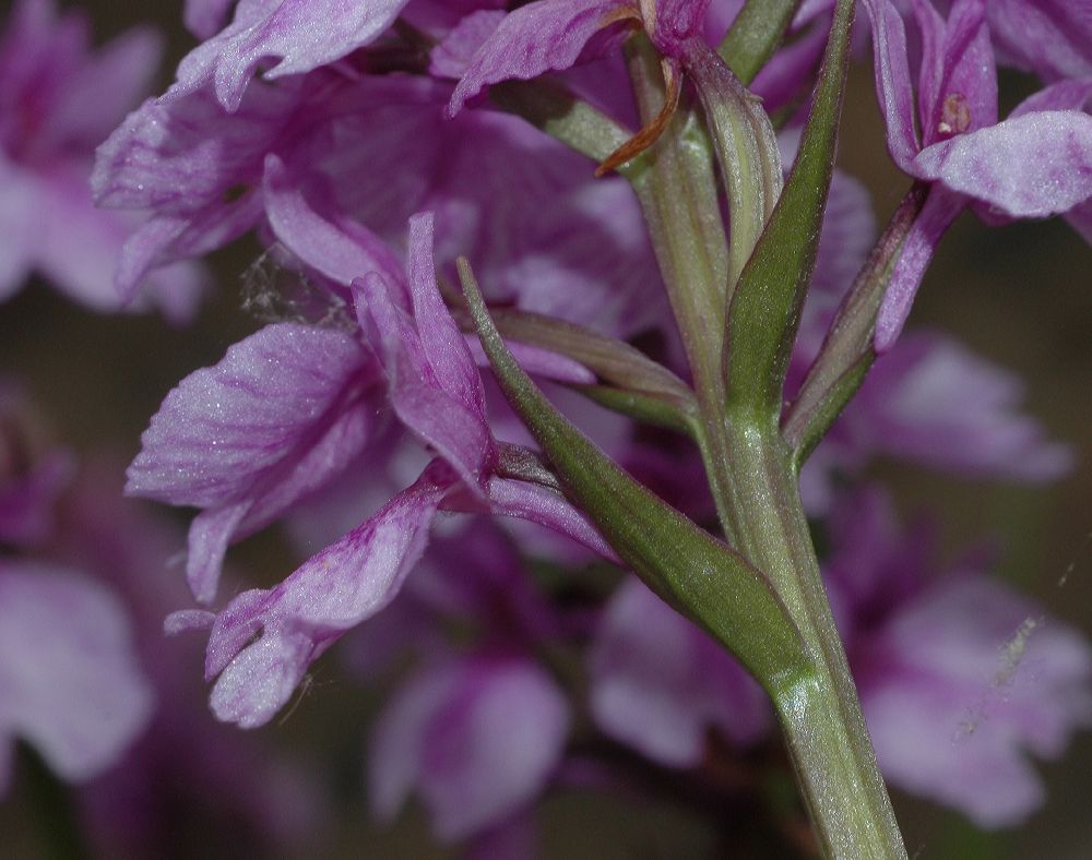 Orchidaceae Dactylorhiza foliosa