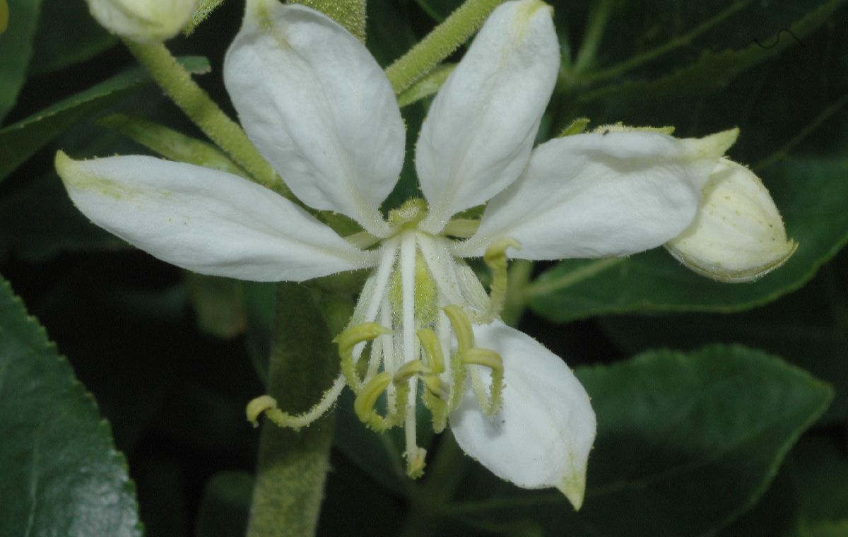 Rutaceae Dictamnus albus