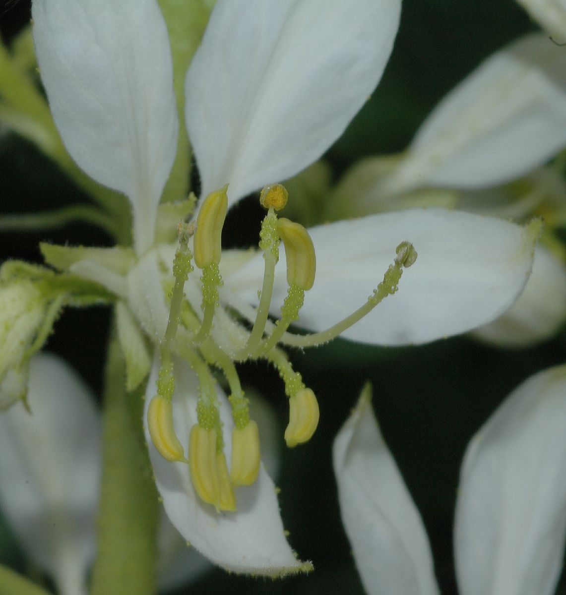 Rutaceae Dictamnus albus
