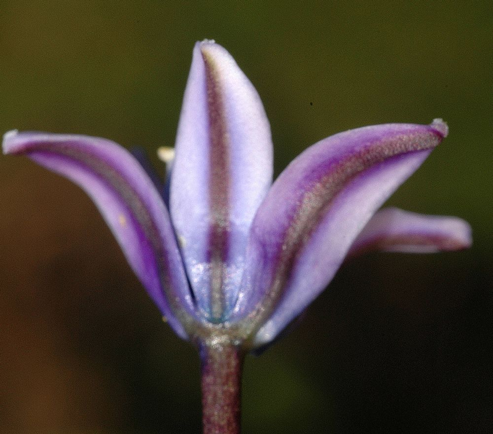 Hyacinthaceae Scilla peruviana