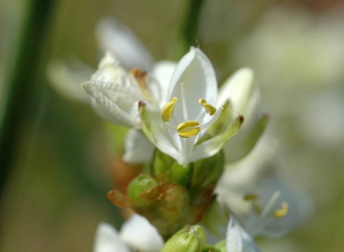 Iridaceae Libertia grandiflora