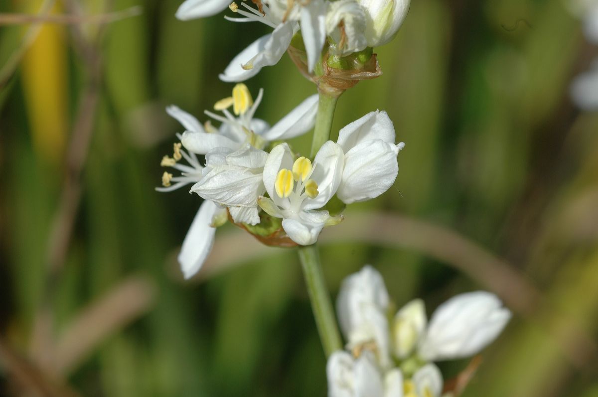 Iridaceae Libertia grandiflora