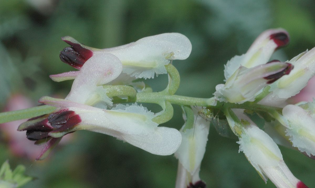 Papaveraceae Fumaria capreolata