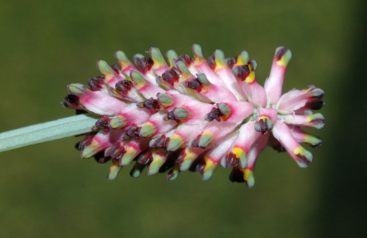 Papaveraceae Fumaria 