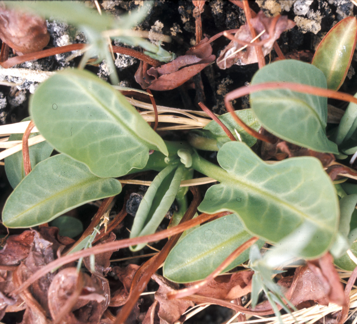 Saururaceae Anemopsis californica