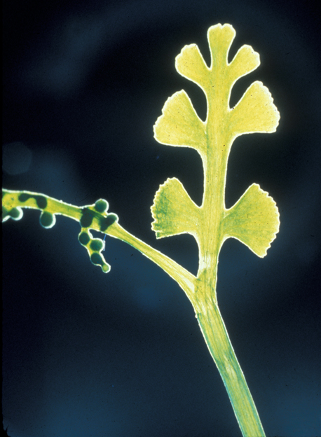 Ophioglossaceae Botrychium crenulatum