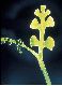 image of Botrychium crenulatum