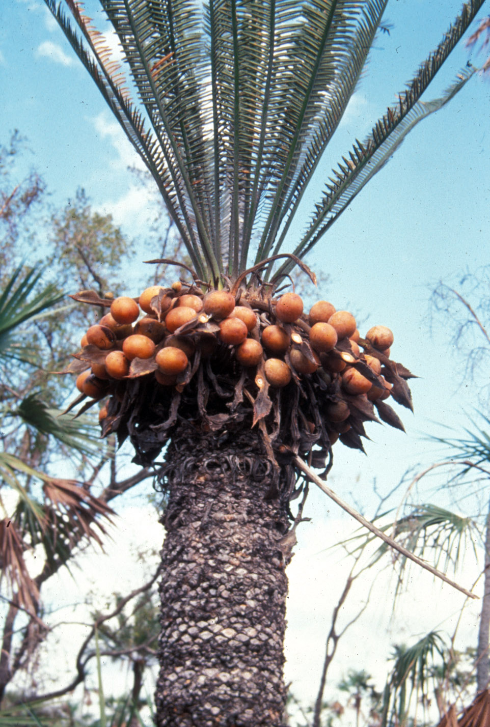 Cycadaceae Cycas machonie
