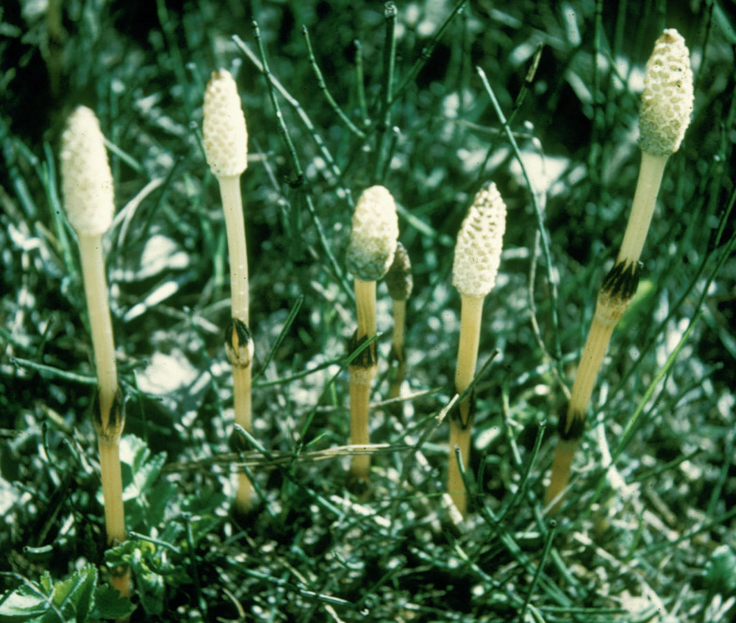 Equisetaceae Equisetum arvense