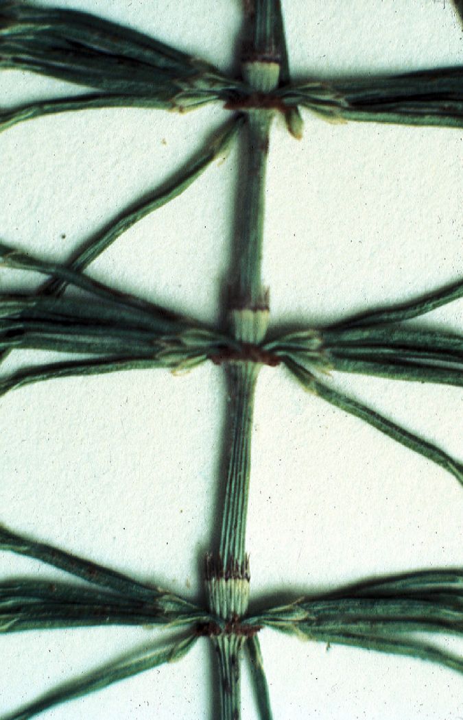 Equisetaceae Equisetum pratense