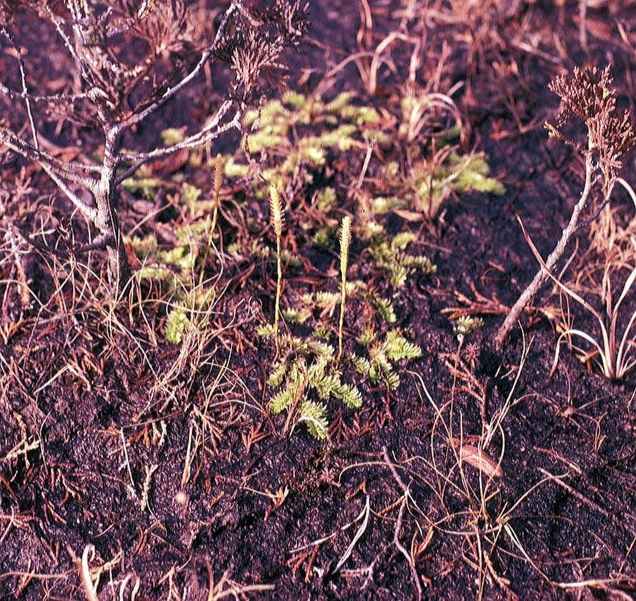 Lycopodiaceae Pseudolycopodiella caroliniana