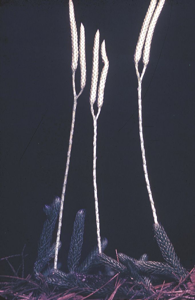 Lycopodiaceae Lycopodium clavatum