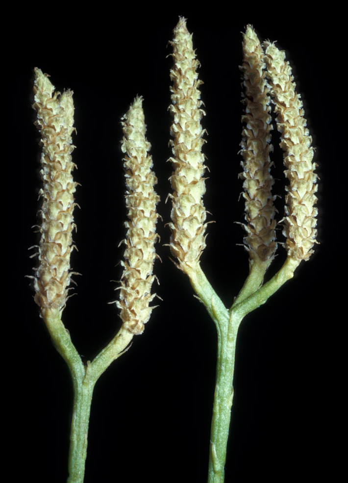 Lycopodiaceae Diphasiastrum digitatum