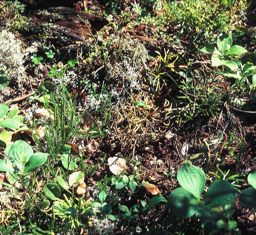 Lycopodiaceae Diphasiastrum sitchense