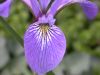 image of Iris versicolor
