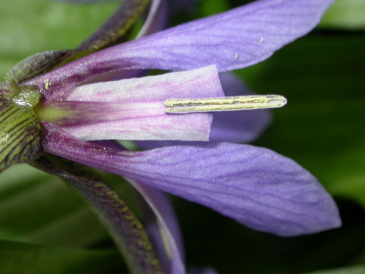Iridaceae Iris versicolor