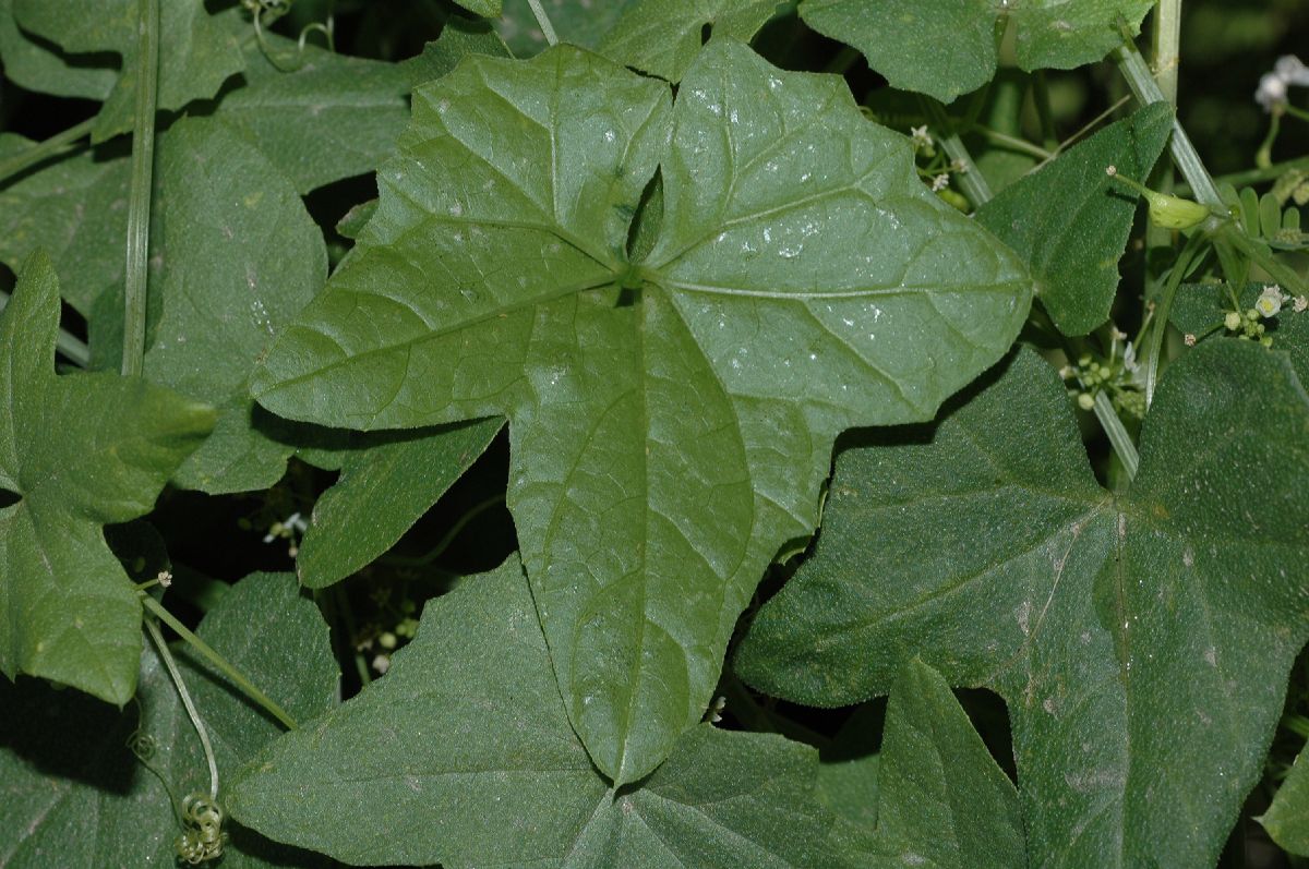Cucurbitaceae Brandegea bigelovii