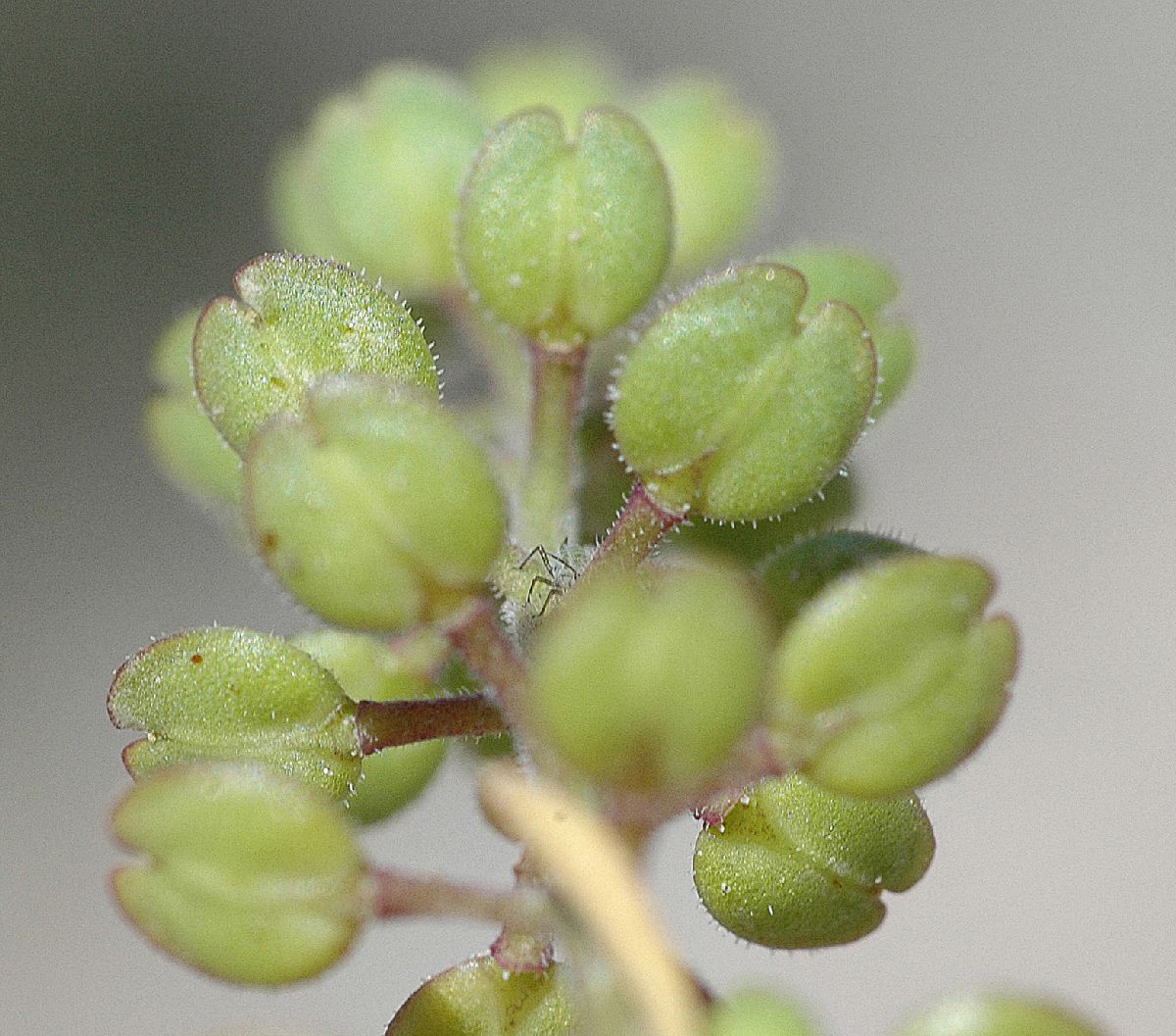 Brassicaceae Lepidium densiflorum