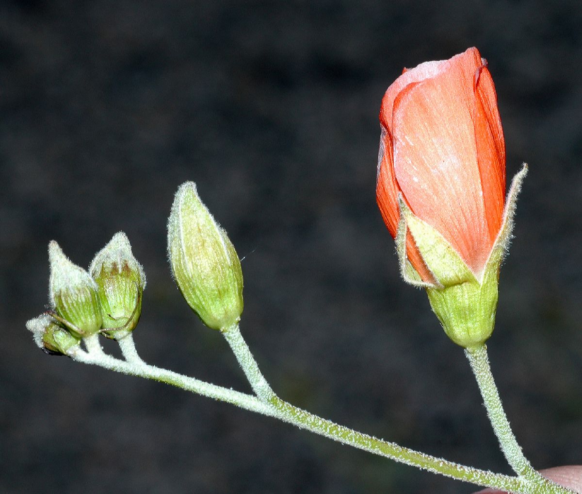 Malvaceae Sphaeralcea ambiguum