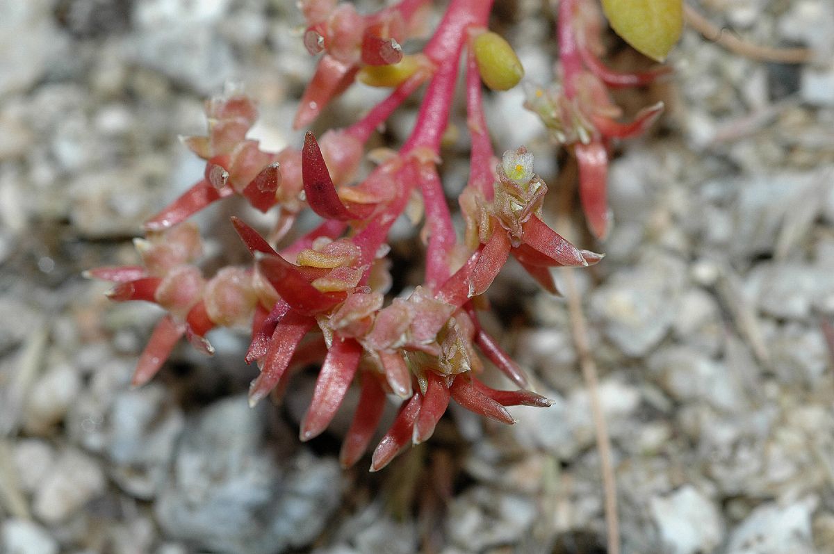 Portulacaceae Calyptridium monandrum