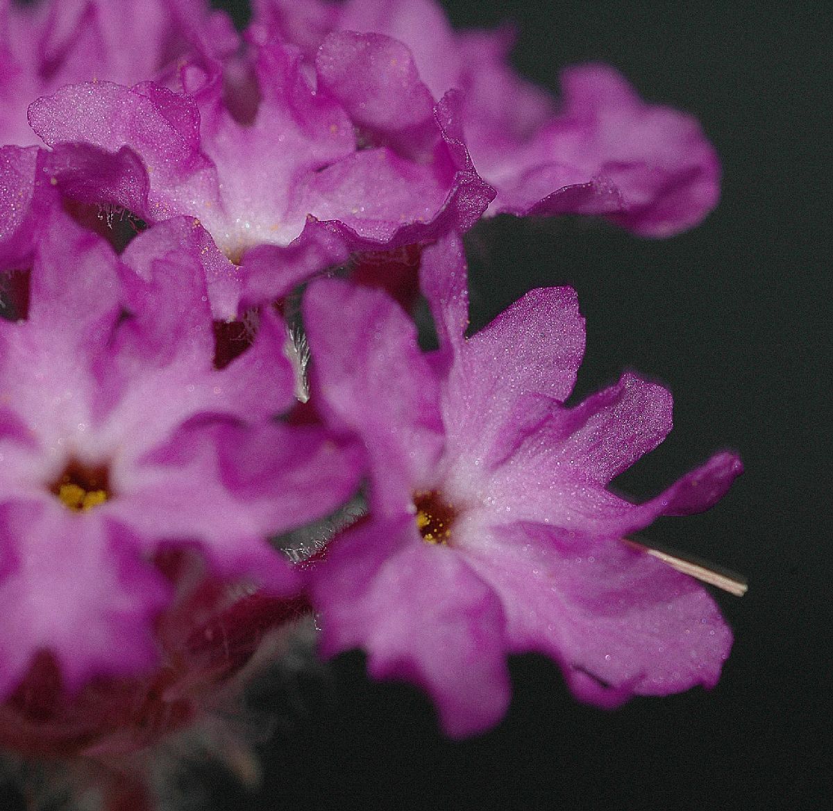 Nyctaginaceae Abronia villosa