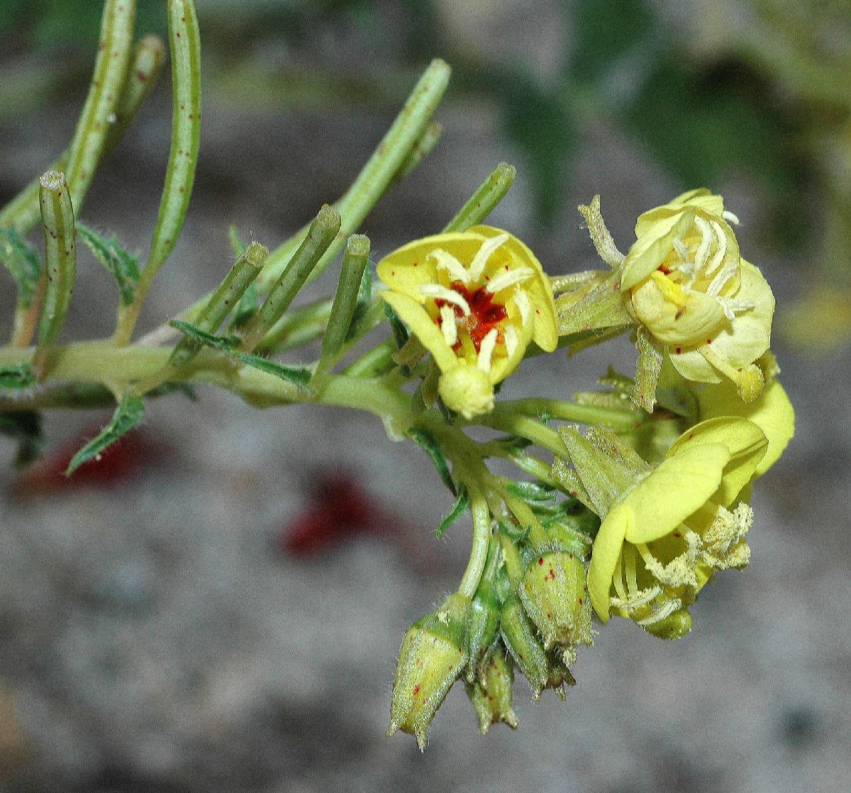 Onagraceae Camissonia munzii