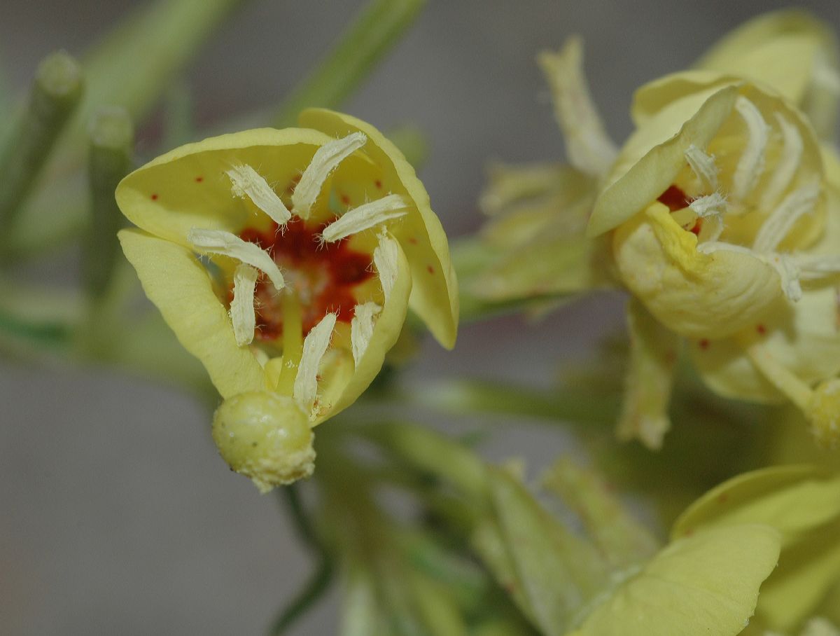 Onagraceae Camissonia munzii